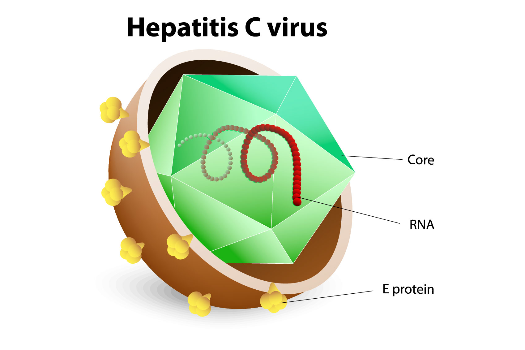 Hepatitis-C-Virus-2016-290