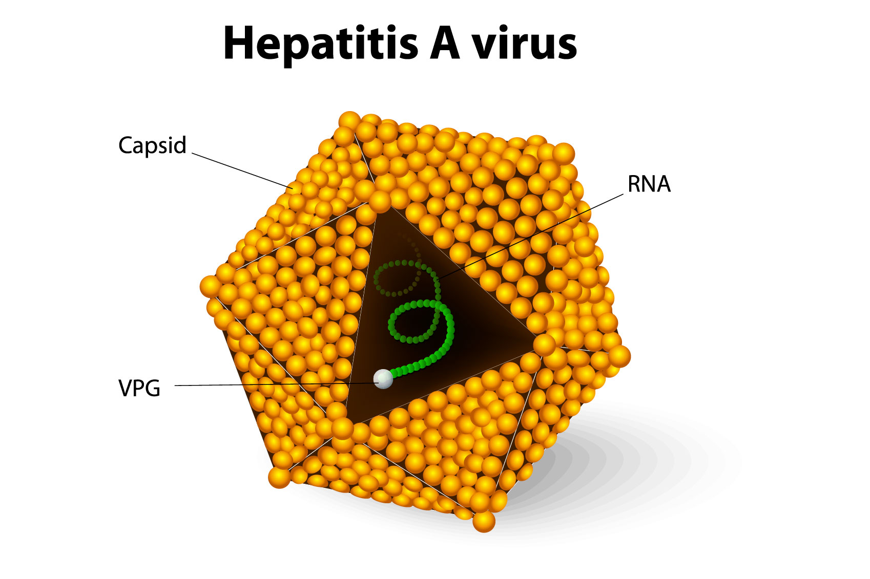 Hepatitis-A-Virus-2016-290