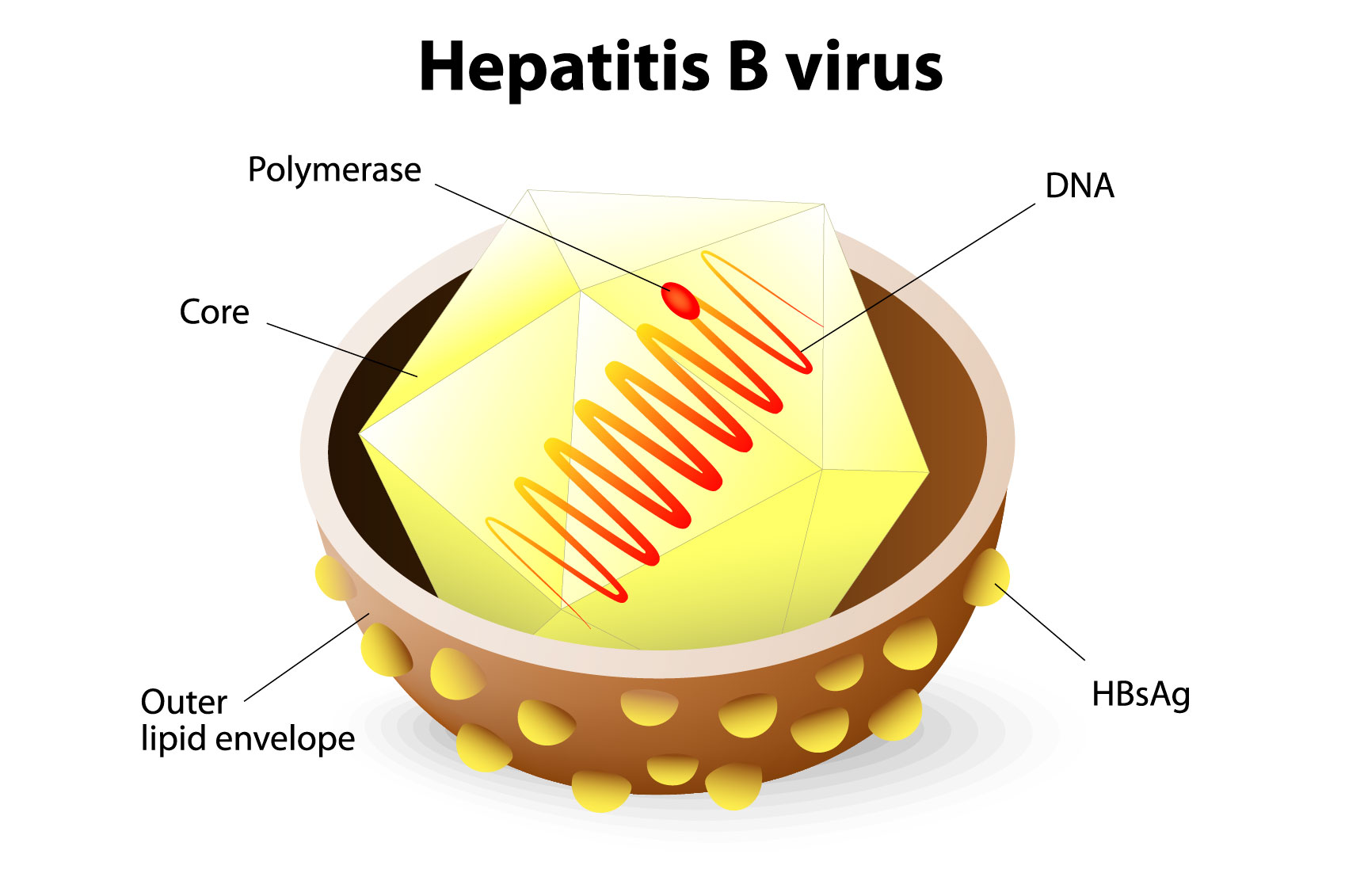 Hepatitis-B-Virus-2016-290