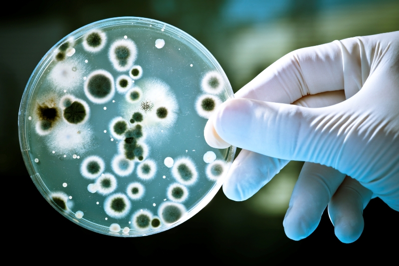 الميكروبات الممرضة: قدرة بقاءها حية في المخلفات الطبية