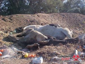 المخلفات الطبية البيطرية: مصدر كبير للعدوى البكتيرية المقاومة للمضادات الحيوية للإنسان.