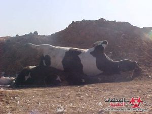 المخلفات الطبية البيطرية: مصدر كبير للعدوى البكتيرية المقاومة للمضادات الحيوية للإنسان.