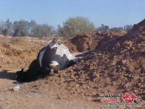 المخلفات الطبية البيطرية: مصدر كبير للعدوى البكتيرية المقاومة للمضادات الحيوية للإنسان.