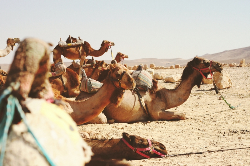 إرشادات منظمة الأمم المتحدة للأغذية والزراعة (الفاو) بخصوص التخفيف من تأثير جائحة فيروس الكورونا كوفيد-19 على الإنتاج الحيواني وصحة الحيوان 7 إرشادات منظمة الأمم المتحدة للأغذية والزراعة (الفاو) بخصوص التخفيف من تأثير جائحة فيروس الكورونا كوفيد-19 على الإنتاج الحيواني وصحة الحيوان