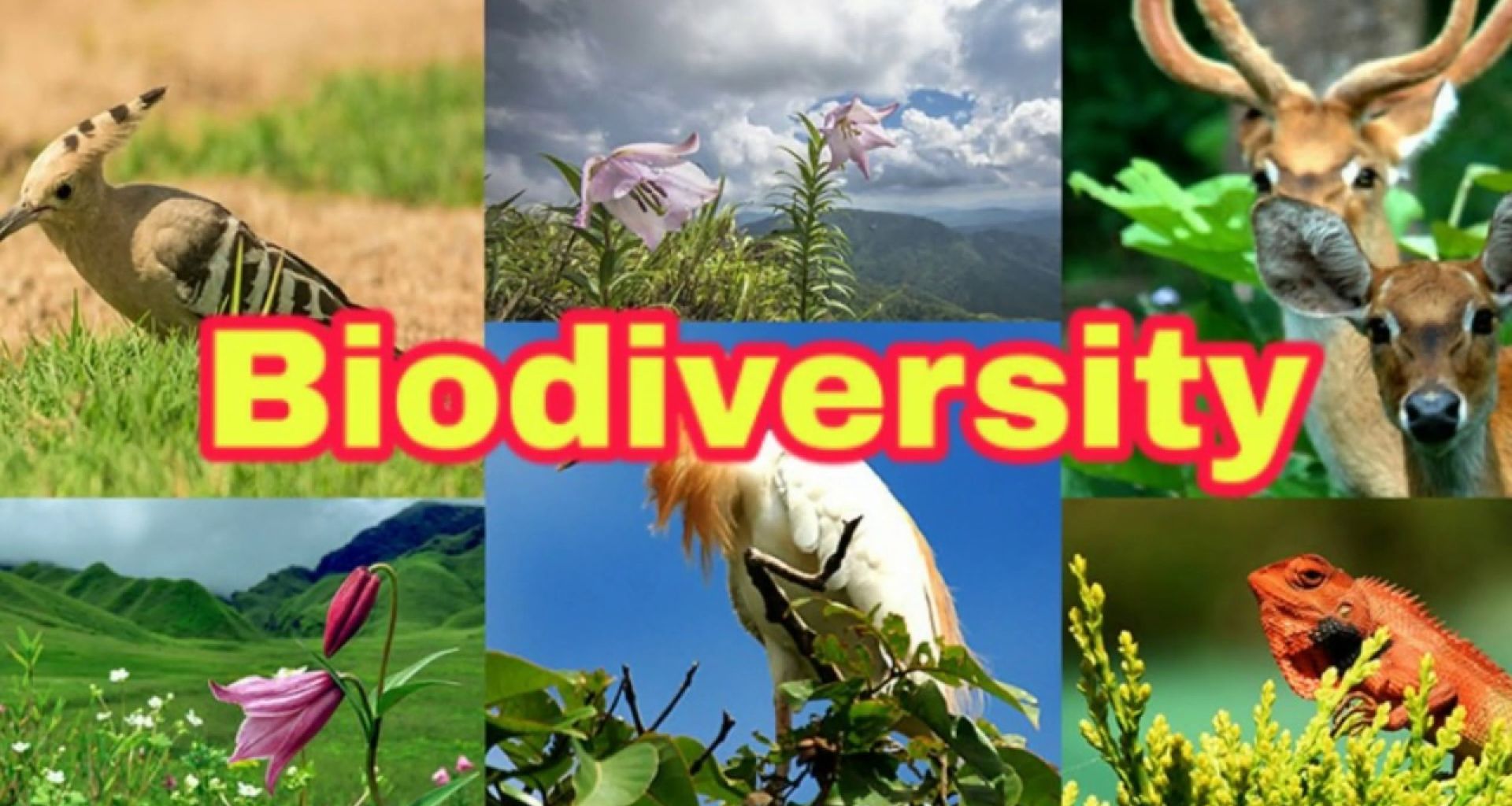 كيف يؤدي سوء إدارة النفايات الخطرة إلى التأثير على التنوع البيولوجي؟ 1 كيف يؤدي سوء إدارة النفايات الخطرة إلى التأثير على التنوع البيولوجي؟