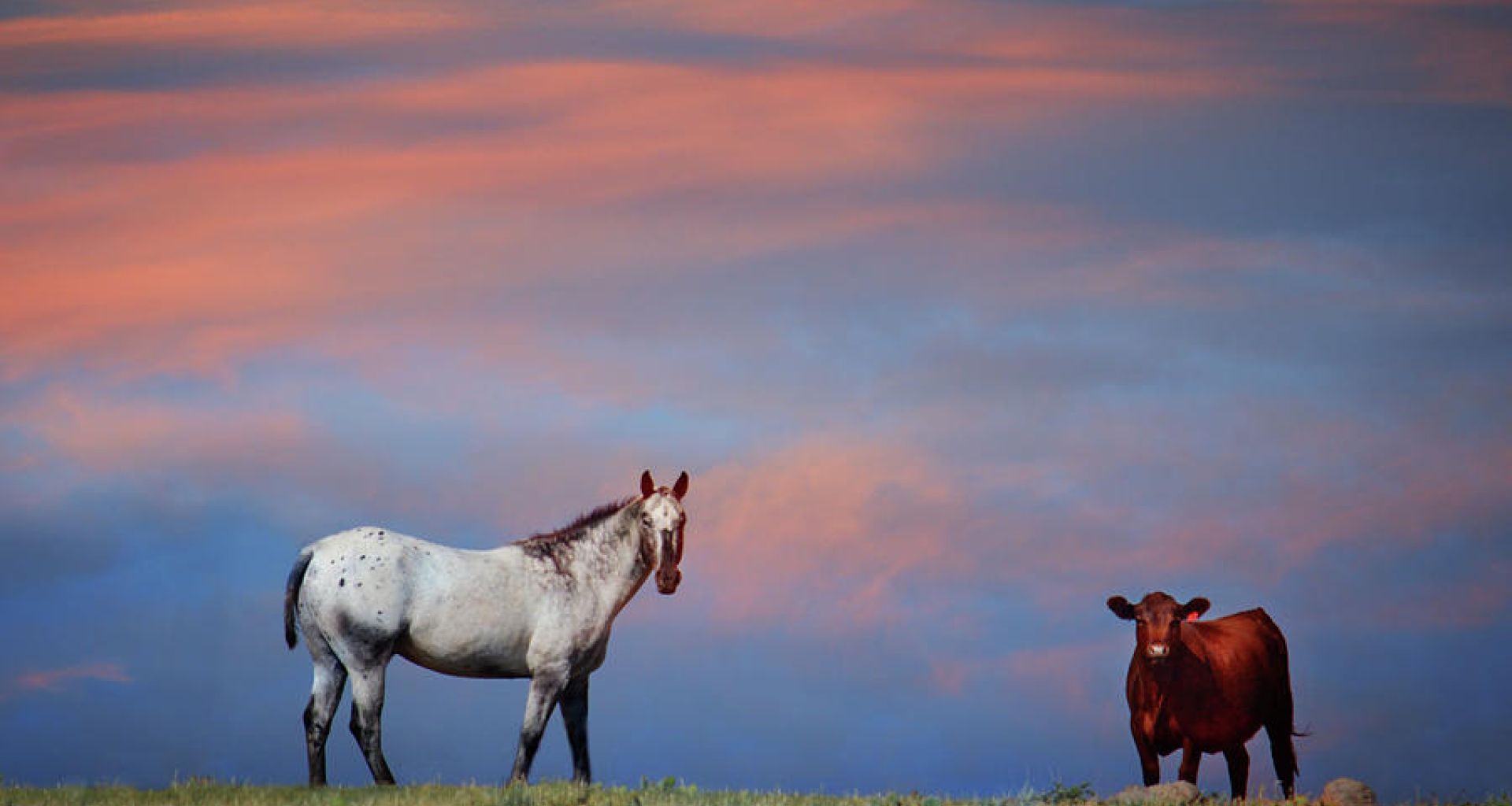 إدارة النفايات الطبية البيطرية الطارئة خلال حالات الأوبئة 1 إدارة النفايات الطبية البيطرية الطارئة خلال حالات الأوبئة
