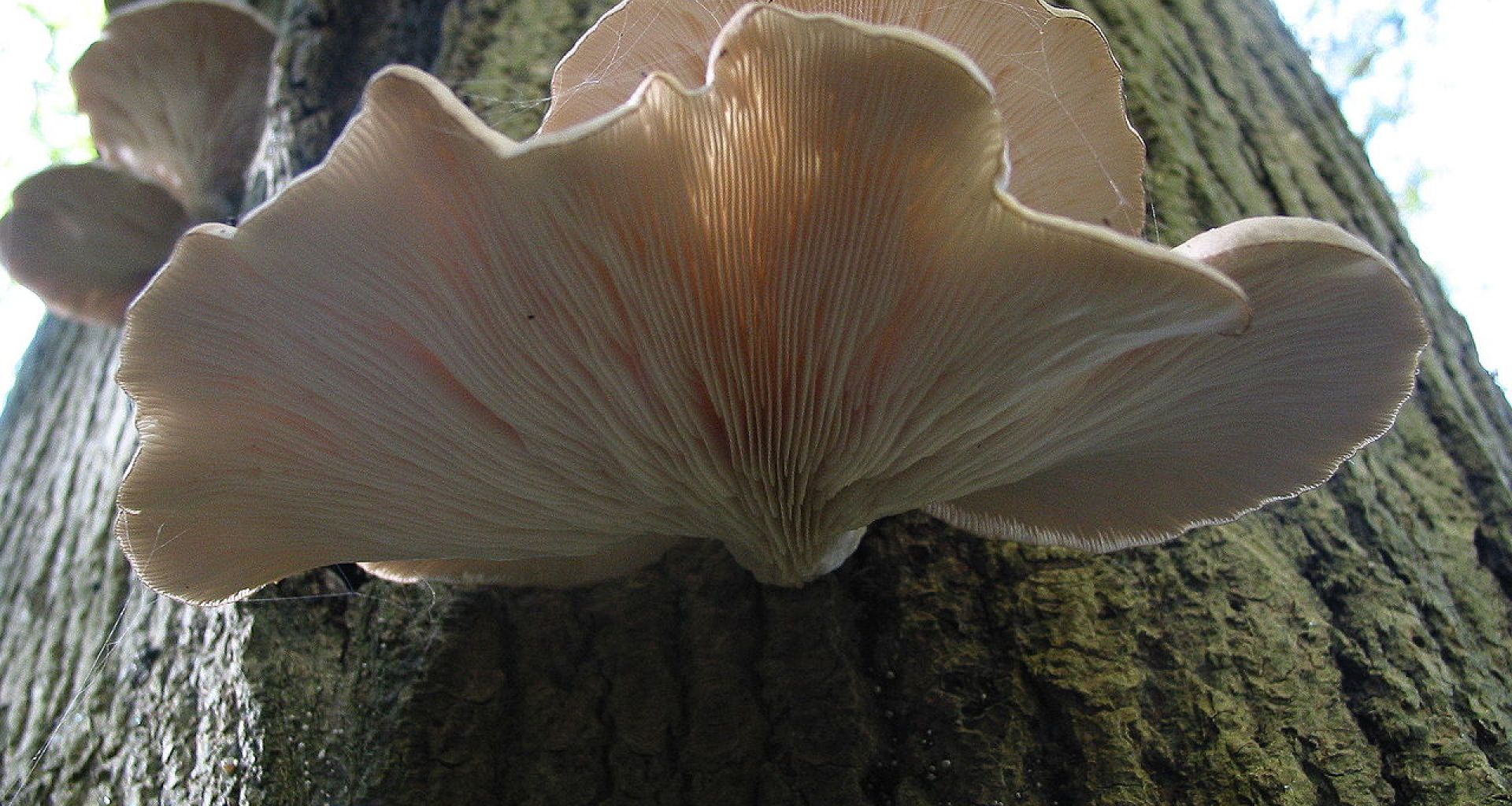 تقنية التحليل الحيوي بواسطة الفطريات لمعالجة النفايات 1 تقنية التحليل الحيوي بواسطة الفطريات لمعالجة النفايات