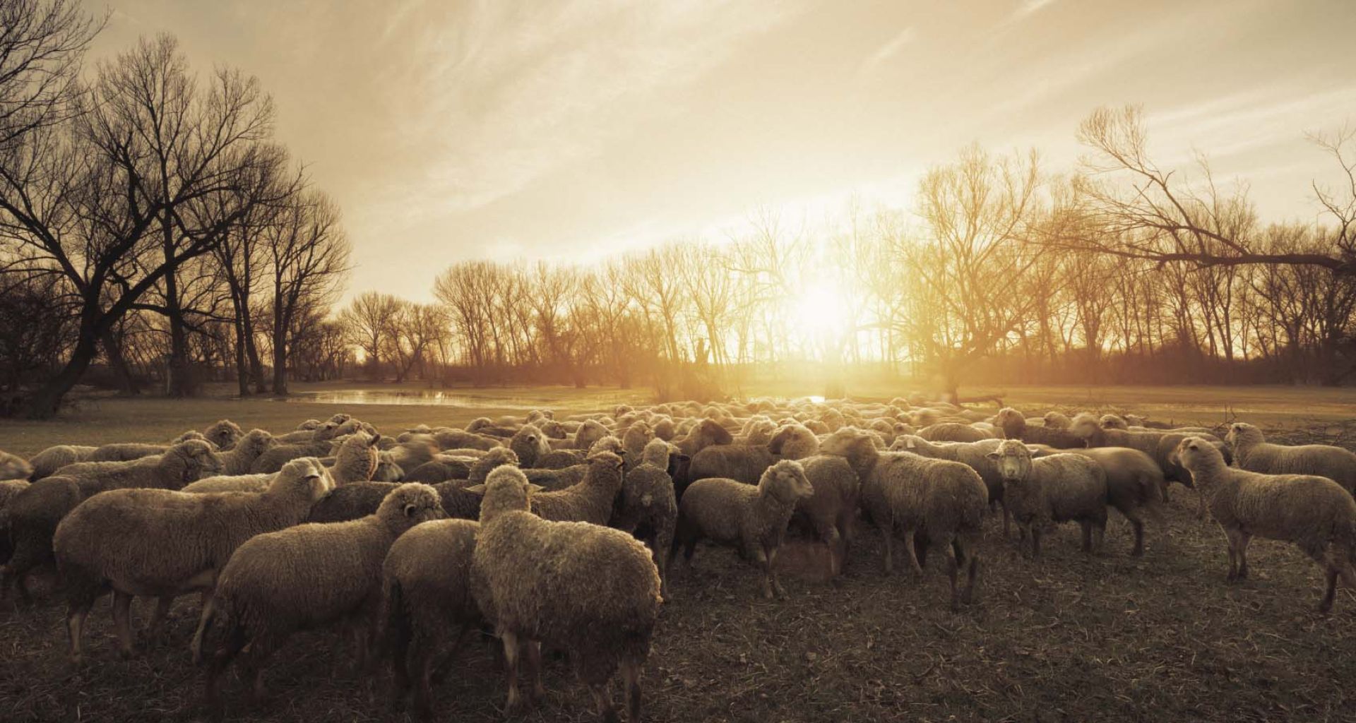 المخلفات الطبية البيطرية: مصدر كبير للعدوى البكتيرية المقاومة للمضادات الحيوية للإنسان. 6 المخلفات الطبية البيطرية: مصدر كبير للعدوى البكتيرية المقاومة للمضادات الحيوية للإنسان.