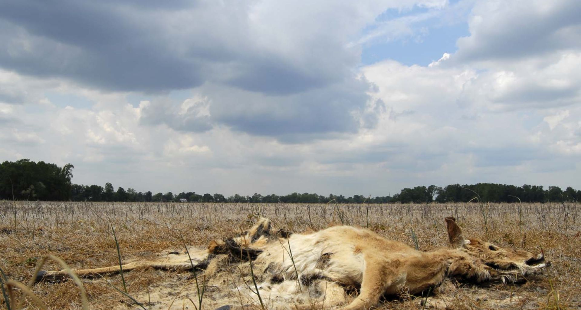 الطرق المستعملة للتخلص من الطيور والحيوانات النافقة 1 الطرق المستعملة للتخلص من الطيور والحيوانات النافقة