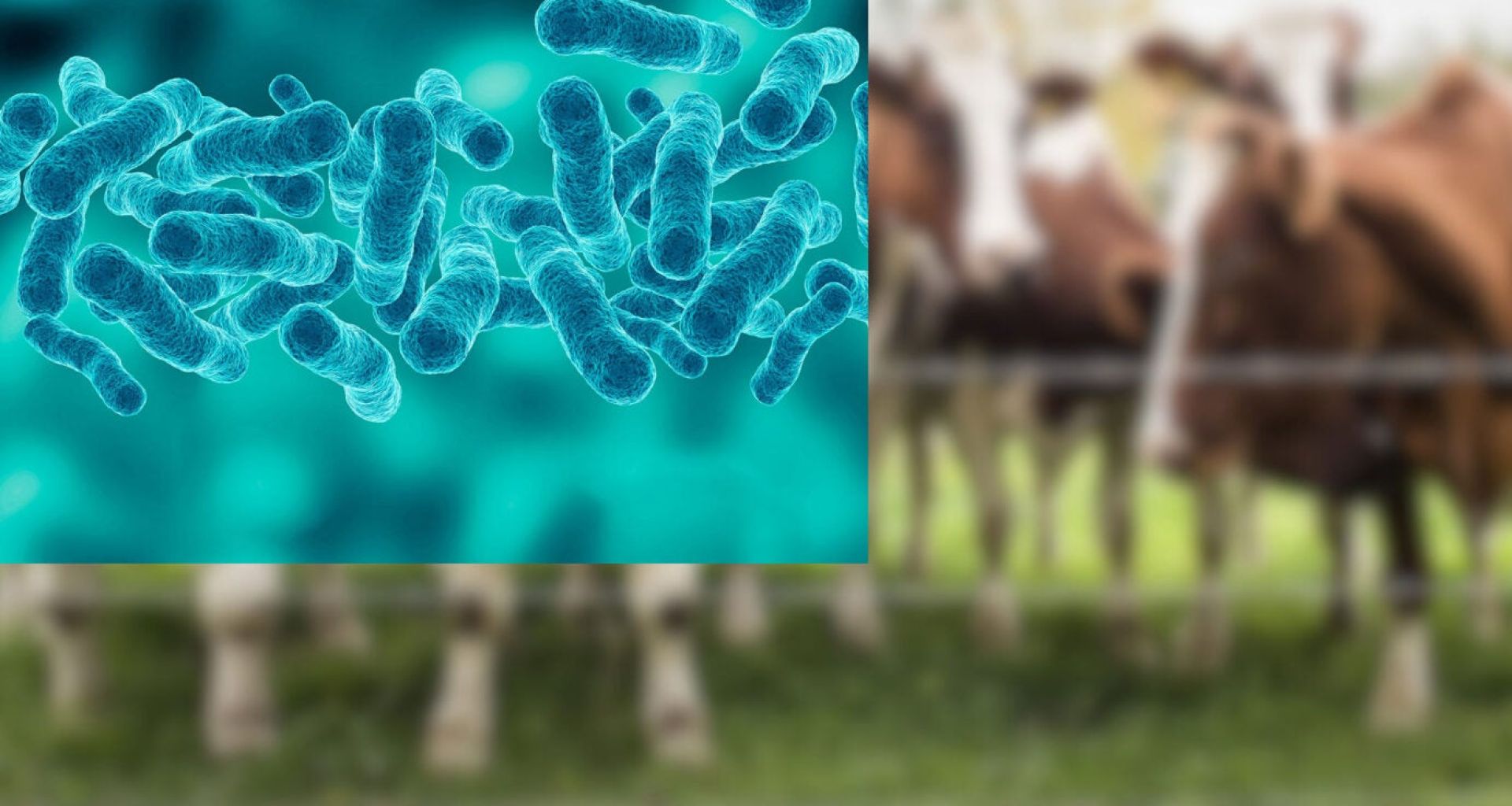 خطورة وجود بكتيريا (Brucella spp) في نفايات الرعاية الصحية 1 خطورة وجود بكتيريا (Brucella spp) في نفايات الرعاية الصحية