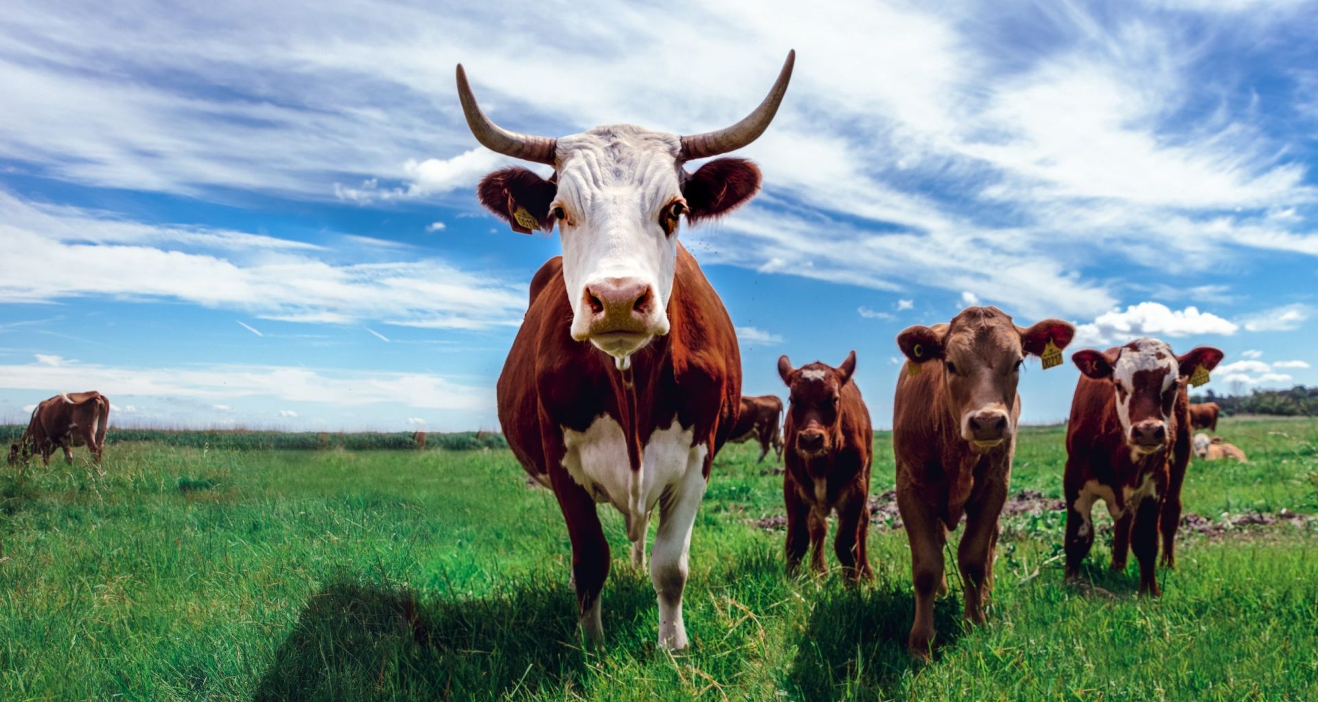 إرشادات منظمة الأمم المتحدة للأغذية والزراعة (الفاو) بخصوص التخفيف من تأثير جائحة فيروس الكورونا كوفيد-19 على الإنتاج الحيواني وصحة الحيوان 1 إرشادات منظمة الأمم المتحدة للأغذية والزراعة (الفاو) بخصوص التخفيف من تأثير جائحة فيروس الكورونا كوفيد-19 على الإنتاج الحيواني وصحة الحيوان