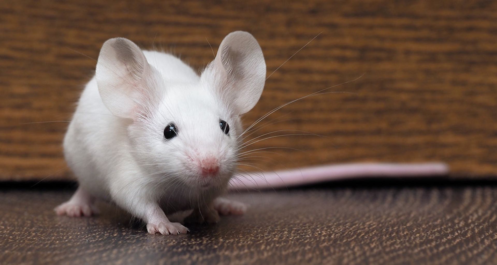 حيوانات التجارب في المراكز البحثية والمختبرات 1 حيوانات التجارب في المراكز البحثية والمختبرات