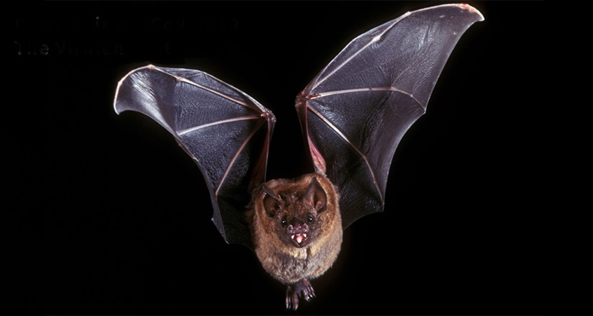 فيروسات الخفافيش 1 فيروسات الخفافيش