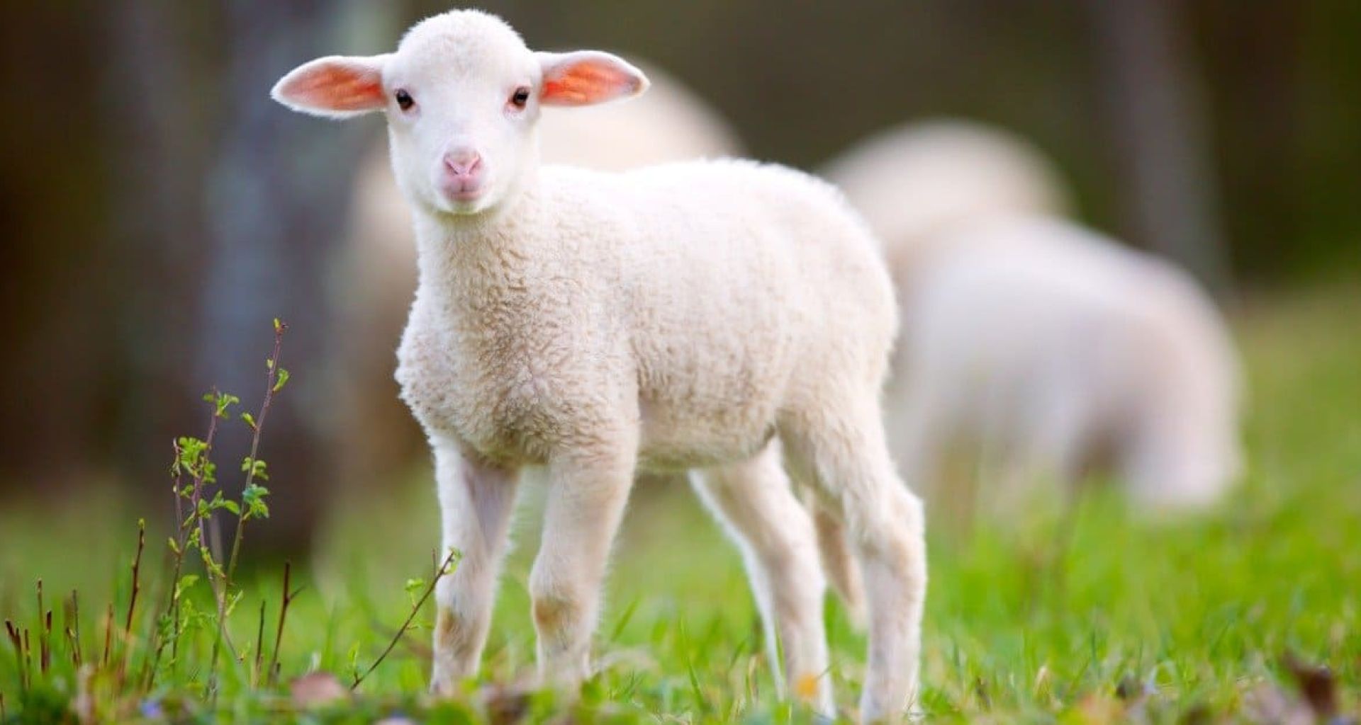 الإصابات الجرثومية بسبب شعر الحيوانات المصابة 1 الإصابات الجرثومية بسبب شعر الحيوانات المصابة