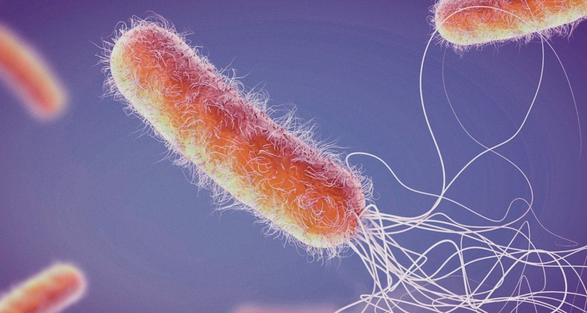 مخاطر وجود بكتيريا Pseudomonas aeruginosa في نفايات الرعاية الصحية لمستشفى الحروق والتجميل 1 مخاطر وجود بكتيريا Pseudomonas aeruginosa في نفايات الرعاية الصحية لمستشفى الحروق والتجميل