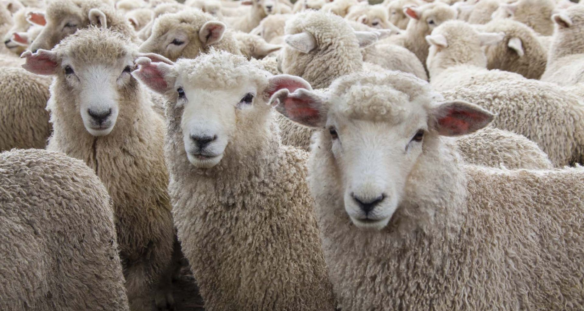 الأمراض الحيوانية المنشأ مصدر قلق متزايد 11 الأمراض الحيوانية المنشأ مصدر قلق متزايد