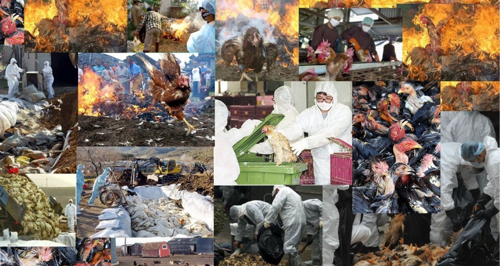 الأحتياطات الواجب أتخادها من قبل العاملين بحظائر ومحطات تربية الدواجن للتخلص من الطيور المصابة بأمراض فيروسية معدية. 2 الأحتياطات الواجب أتخادها من قبل العاملين بحظائر ومحطات تربية الدواجن للتخلص من الطيور المصابة بأمراض فيروسية معدية.