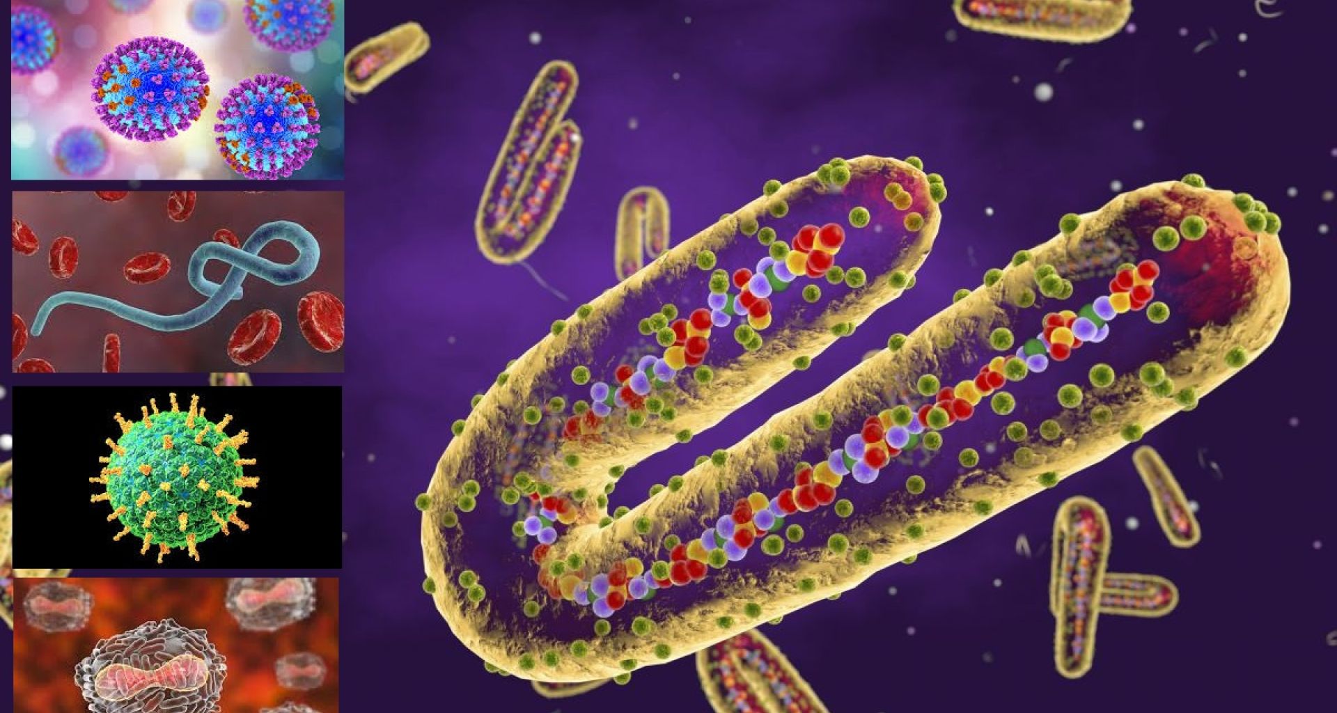 الفيروسات 12 الأكثر فتكاً في الأرض 1 الفيروسات 12 الأكثر فتكاً في الأرض