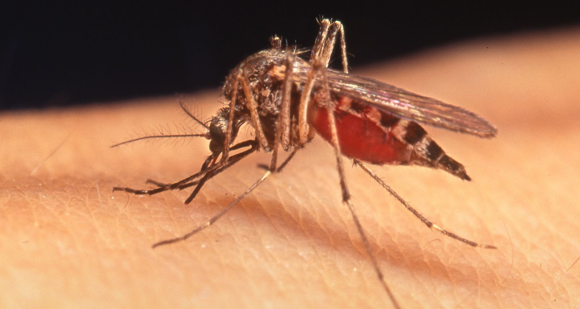 كيف أقتل وأتخلص من البعوض؟ 1 كيف أقتل وأتخلص من البعوض؟