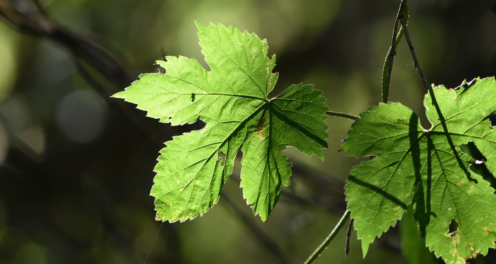 إدارة النفايات الرعاية الصحية: إجراء مسح وتقييم لبيئة العمل بقصد التعرف على المخاطر الموجودة أو المحتمل وجودها. 1 إدارة النفايات الرعاية الصحية: إجراء مسح وتقييم لبيئة العمل بقصد التعرف على المخاطر الموجودة أو المحتمل وجودها.