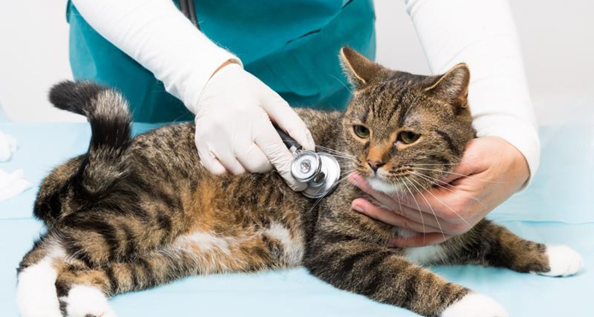 مكافحة العدوى في بيئة العيادات البيطرية 1 مكافحة العدوى في بيئة العيادات البيطرية