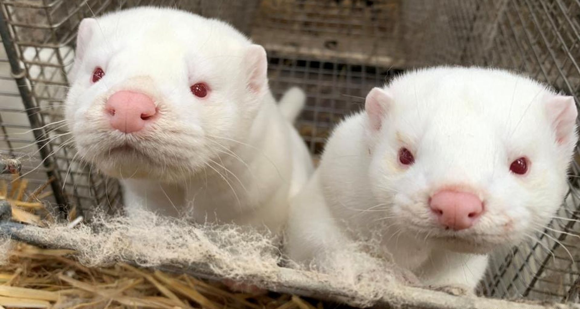 التخلص النهائي من النفايات الطبية البيطرية: أعدام ودفن حيوانات المنك (ثعالب المياه) في الدنمارك 1 التخلص النهائي من النفايات الطبية البيطرية: أعدام ودفن حيوانات المنك (ثعالب المياه) في الدنمارك