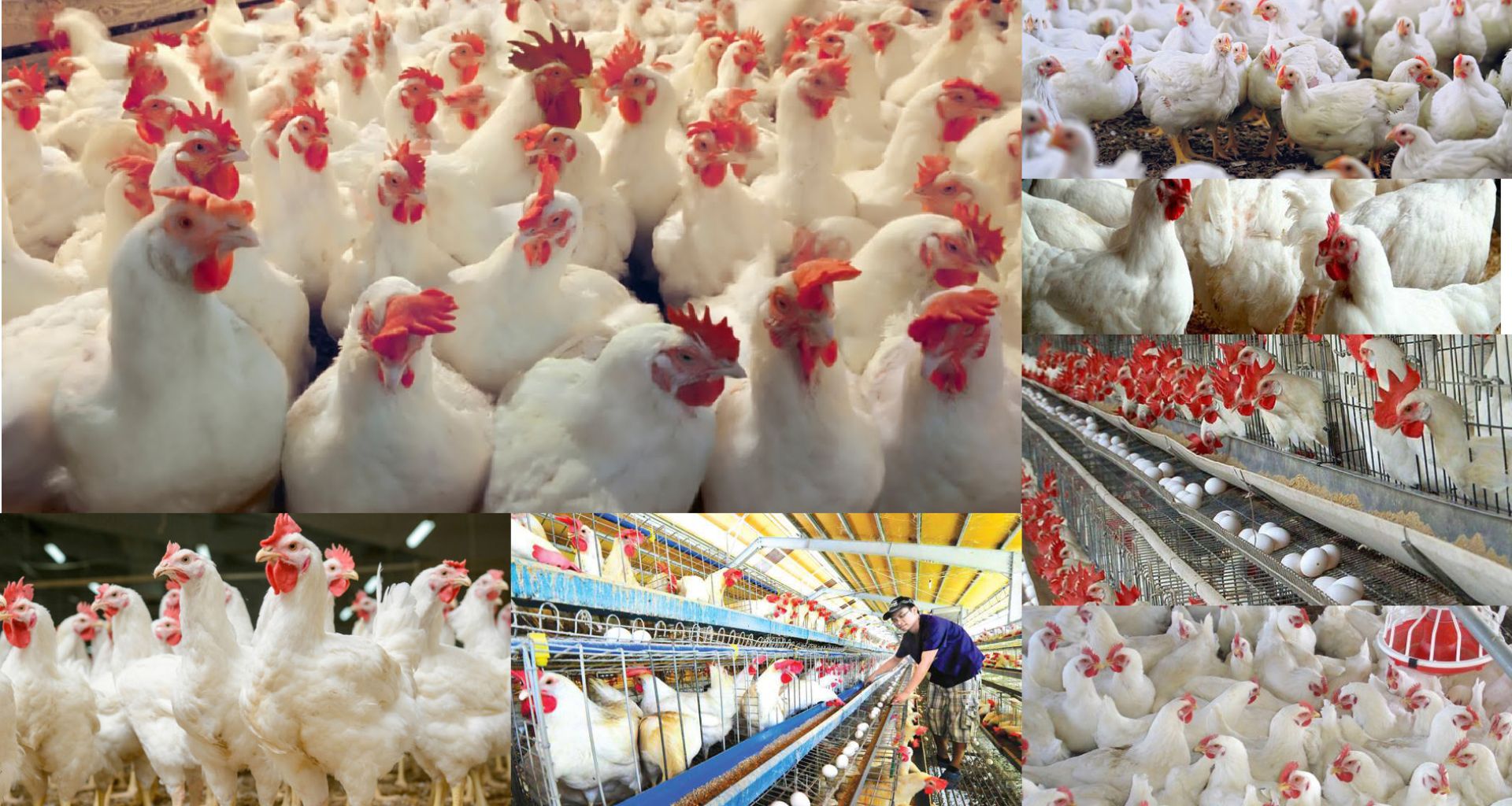 التخلص النهائي من الطيور المصابة بمرض التهاب الشعب الهوائية المعدي في إحدى محطات تربية الدواجن في ليبيا 2 التخلص النهائي من الطيور المصابة بمرض التهاب الشعب الهوائية المعدي في إحدى محطات تربية الدواجن في ليبيا