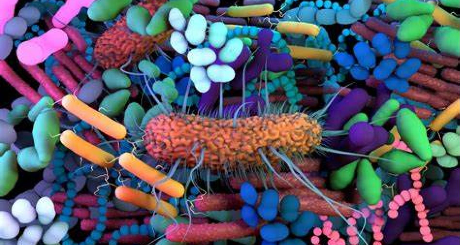 بقاء الكائنات الحية الدقيقة المسببة للأمراض في البيئة 1 بقاء الكائنات الحية الدقيقة المسببة للأمراض في البيئة