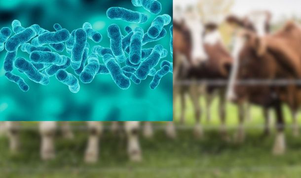 خطورة وجود بكتيريا (Brucella spp) في نفايات الرعاية الصحية