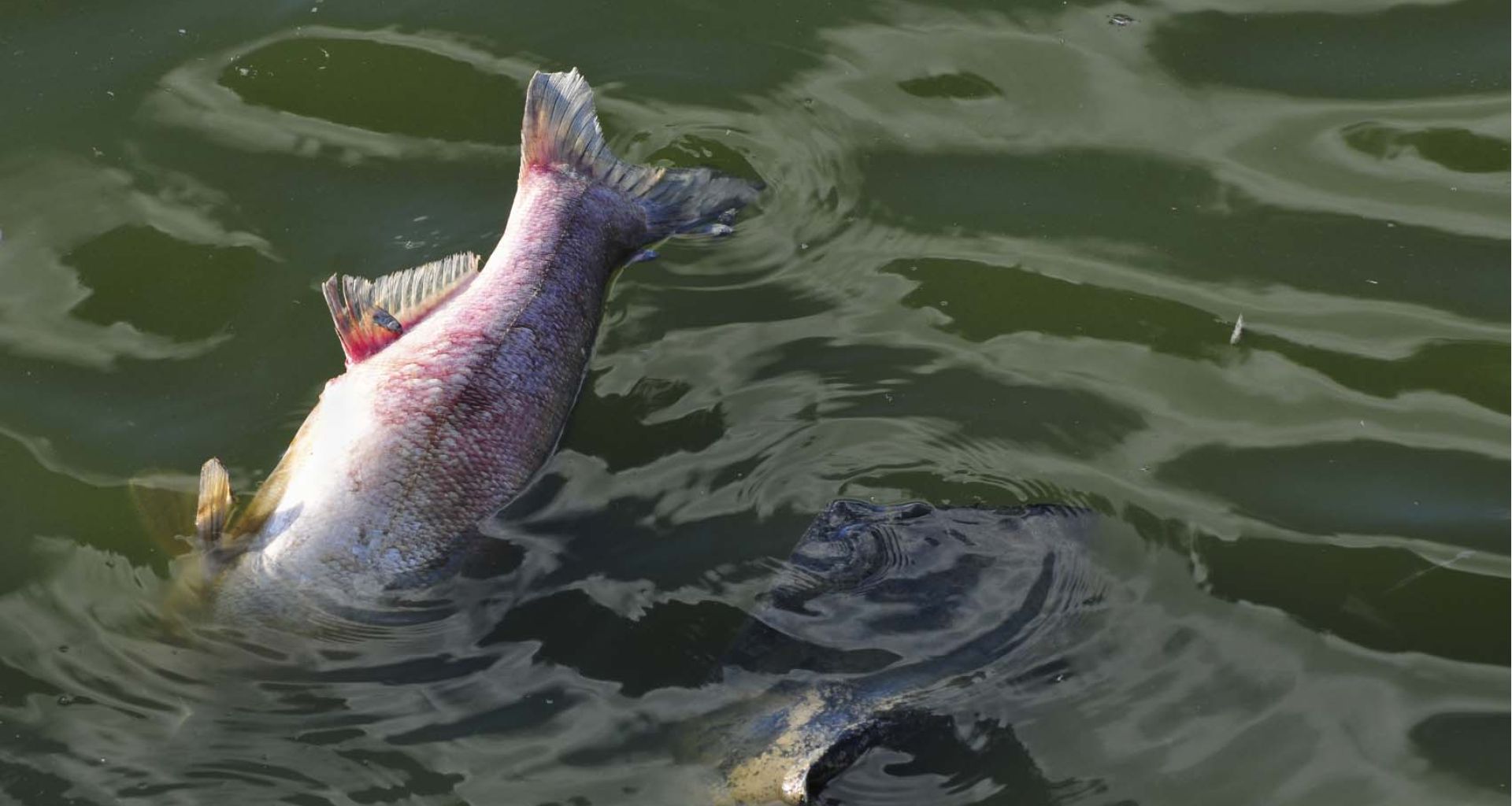 حفنة من الأوساخ 1 حفنة من الأوساخ