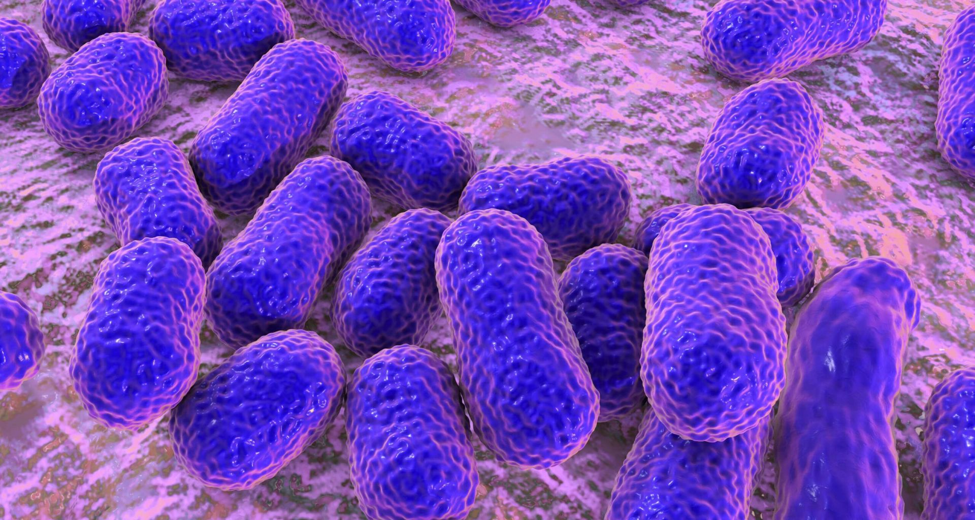 تواجد بكتيريا (Acinetobacter baumannii) في النفايات الرعاية الصحية 1 تواجد بكتيريا (Acinetobacter baumannii) في النفايات الرعاية الصحية