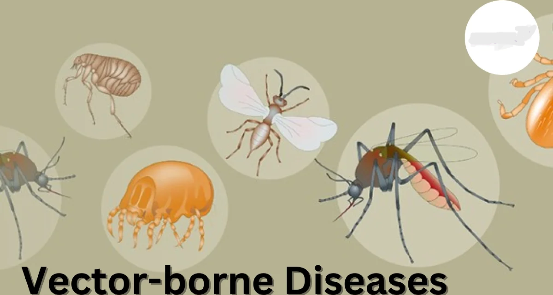 طرق الوقاية المنزلية من نواقل الأمراض؟ 1 طرق الوقاية المنزلية من نواقل الأمراض؟