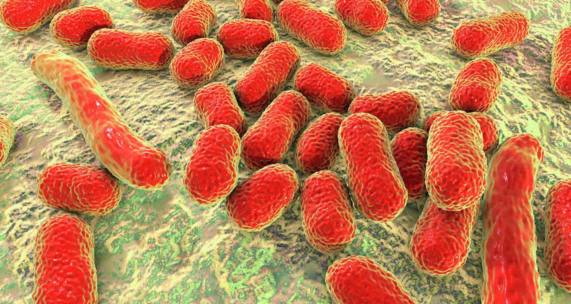 كيف تحدث الإصابة ببكتيريا Acinetobacter baumannii ومدى خطورتها؟ 1 كيف تحدث الإصابة ببكتيريا Acinetobacter baumannii ومدى خطورتها؟