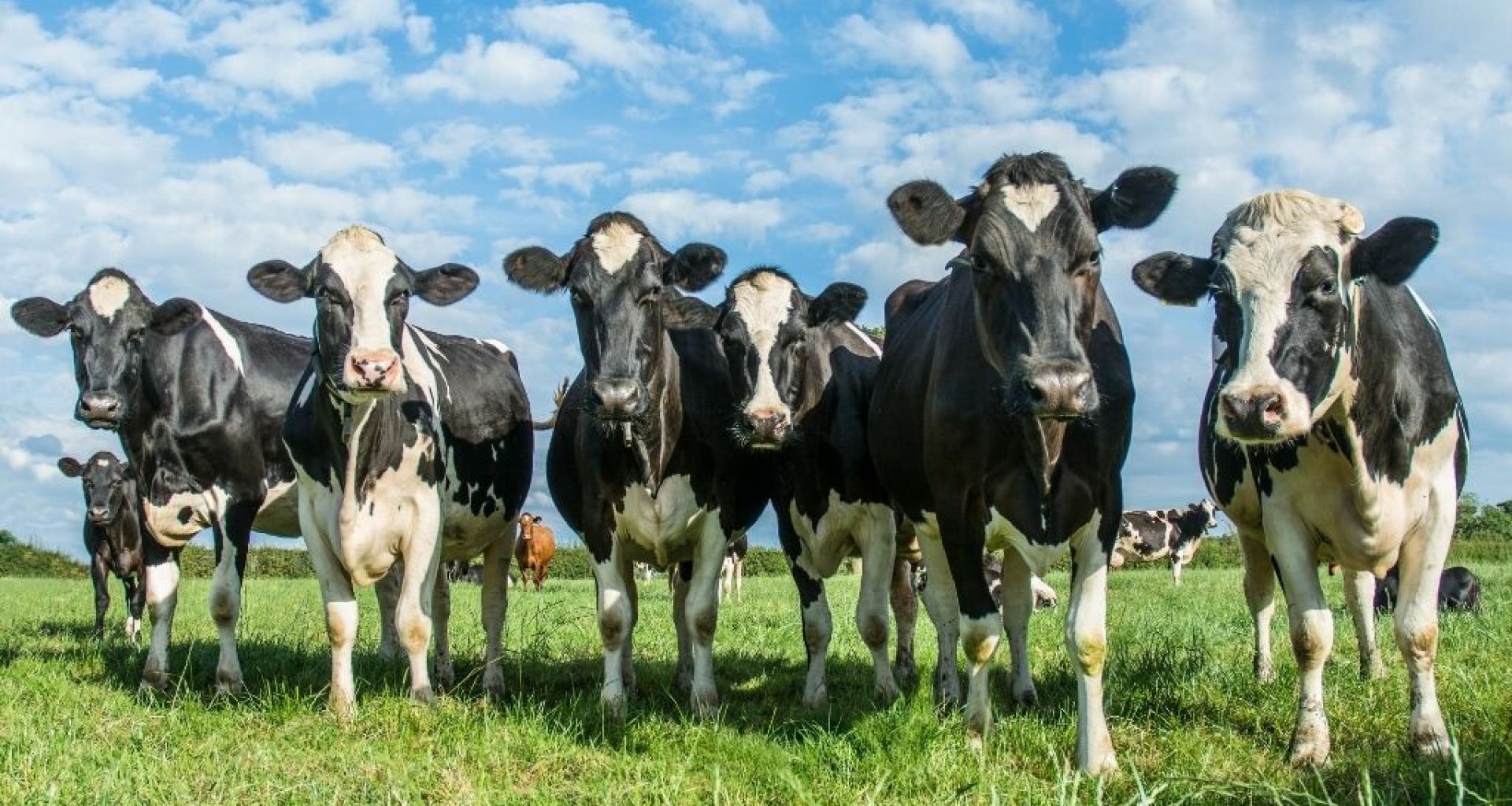 كيفية تقليل النفايات الطبية البيطرية؟ 1 كيفية تقليل النفايات الطبية البيطرية؟