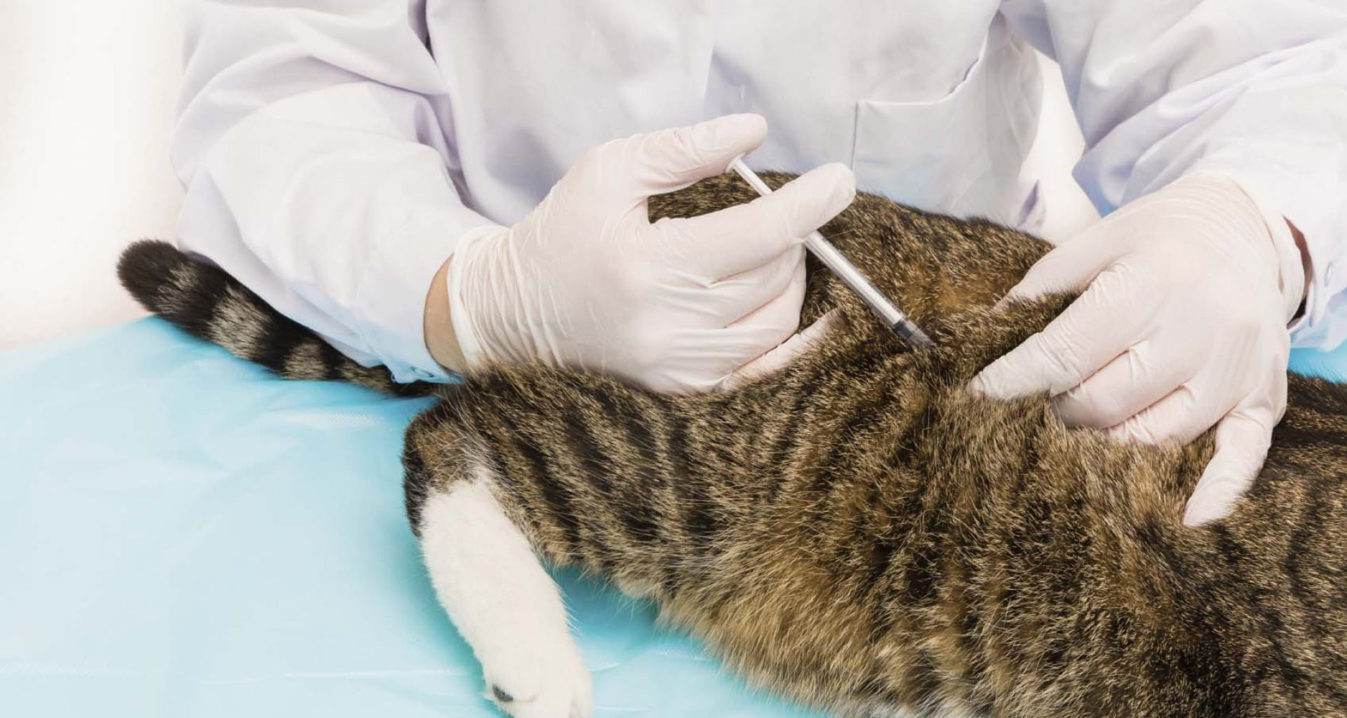 المخلفات الطبية البيطرية 1 المخلفات الطبية البيطرية