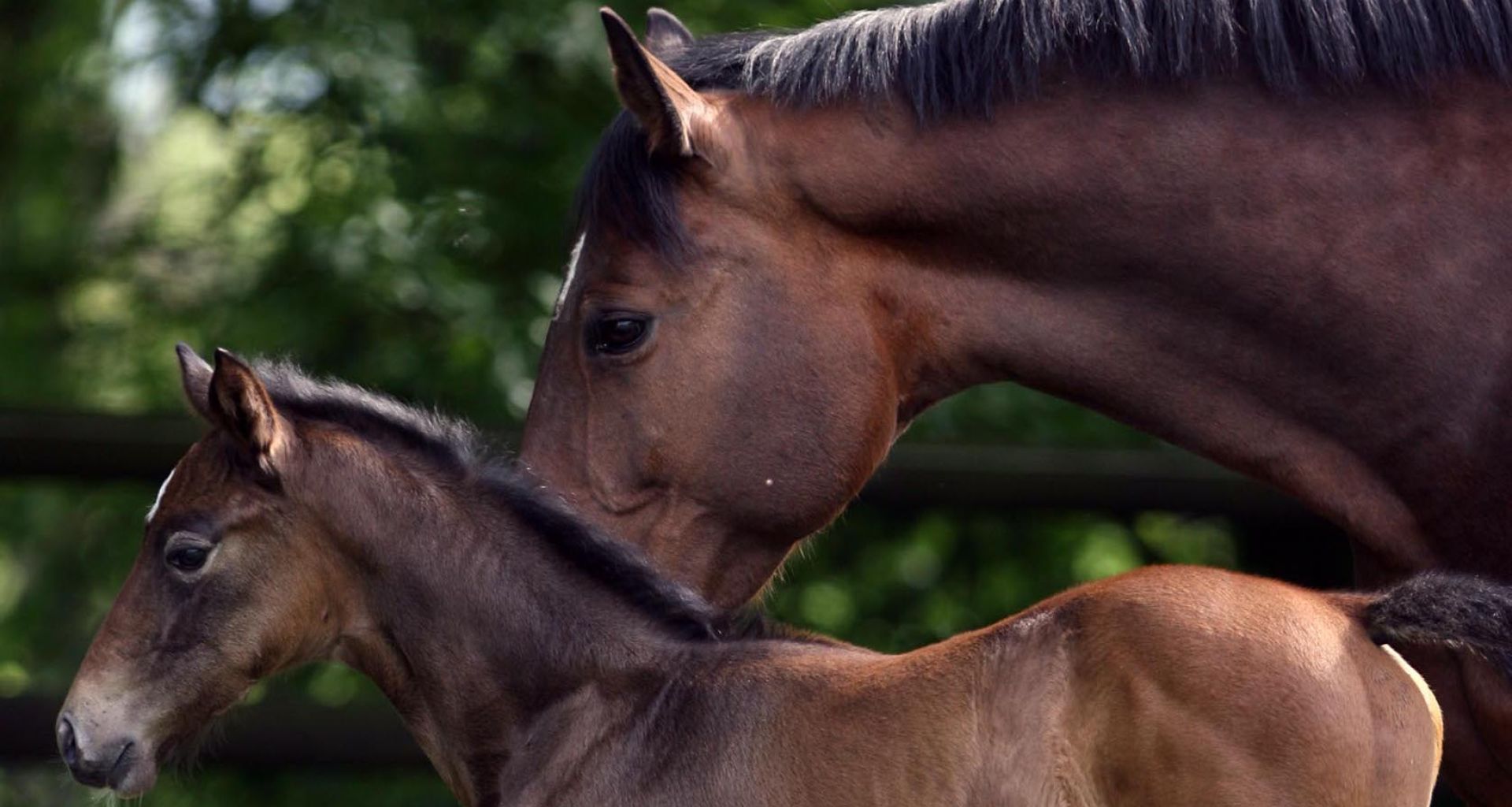 النفايات الطبية البيطرية وإسطبلات ومراكز تربية الخيول 1 النفايات الطبية البيطرية وإسطبلات ومراكز تربية الخيول