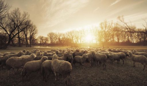 معايير اختيار حاويات الأدوات الحادة