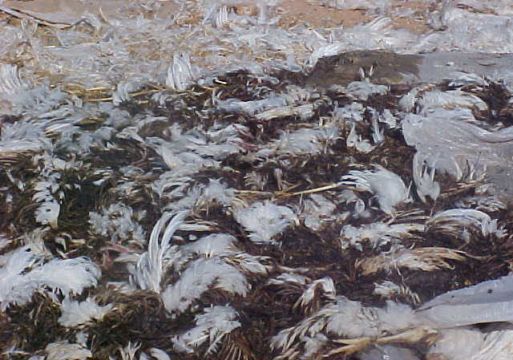 المخلفات الطبية البيطرية الباثولوجية
