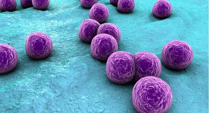 مخاطر وجود بكتيريا التهابات الجلد (Staphylococcus aureus) في نفايات الرعاية الصحية
