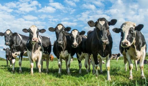 علاقة النفايات الطبية بنواقل الأمراض