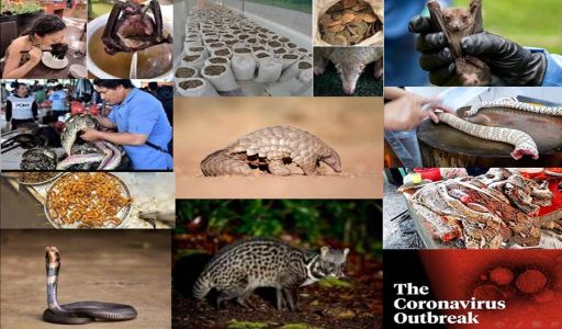 الفيروسات 12 الأكثر فتكاً في الأرض