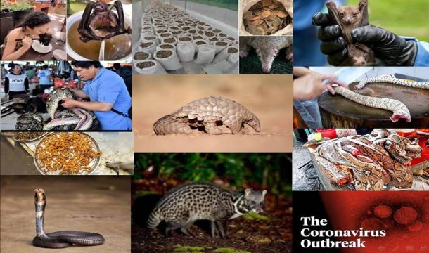 فيروس الكورونا والتجارة غير القانونية للحيوانات البرية.