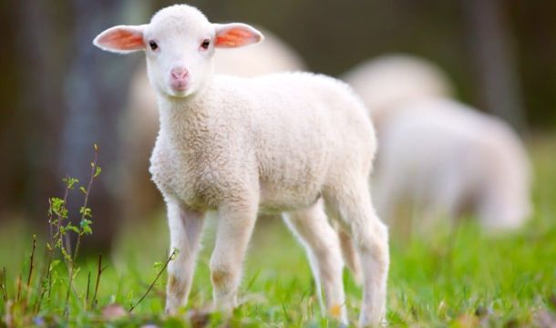 الإصابات الجرثومية بسبب شعر الحيوانات المصابة