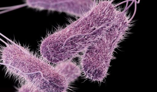 التطعيم ضد الإنفلونزا الموسمية (Influenza) في منع العدوى في العاملين مع النفايات الرعاية الصحية