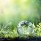 مبادرة المستشفيات الخضراء والصحية (Global Green and Healthy Hospitals – GGHH):
