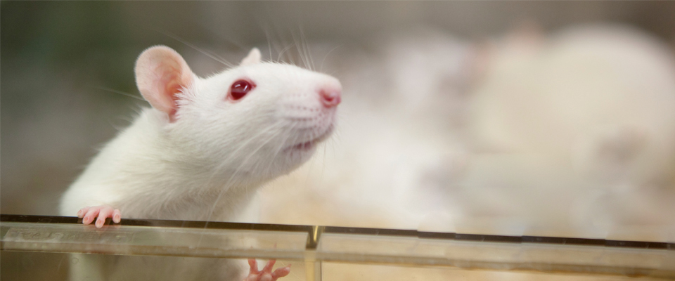 حيوانات التجارب في المراكز البحثية والمختبرات