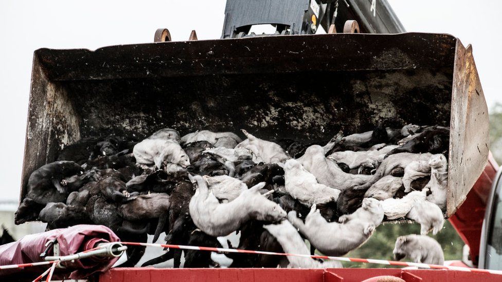 التخلص النهائي من النفايات الطبية البيطرية: أعدام ودفن حيوانات المنك (ثعالب المياه) في الدنمارك
